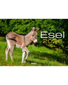 Wandkalender Esel 2026