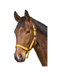 Halfter Supergünstig, Loesdau