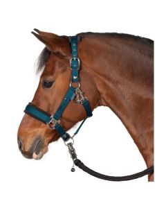 RIDE now Halfter stay focused