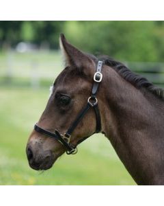 MONTIVUM Fohlen-Showhalfter