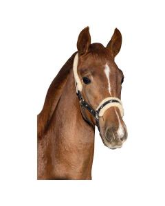 Fohlenhalfter Horses