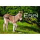 Wandkalender Esel 2026                                                                                                                                                                                                                                         