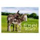 Wandkalender Esel 2027