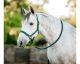 HORSEWARE Halfter und Führstrick                                                                                                                                                                                                                               