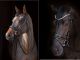 Cheval de Luxe Trensenzaum San Francisco                                                                                                                                                                                                                       