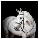 HORSEWARE Micklem Competition Bridle 3.0                                                                                                                                                                                                                       