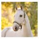 LeMieux Halfter Heritage Headcollar