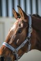 HALFTER SPARKLE DOUBLE PIN ESKADRON                                                                                                                                                                                                                            
